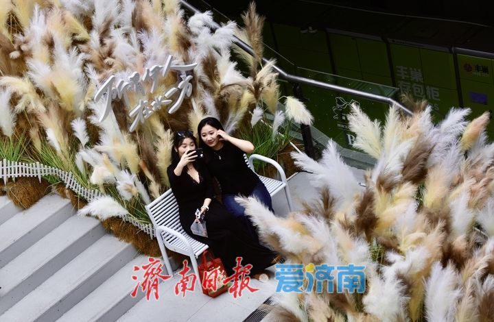 一年四季 泉在济南丨经三路老商埠芦荻花开，中秋假期“打卡”秋意