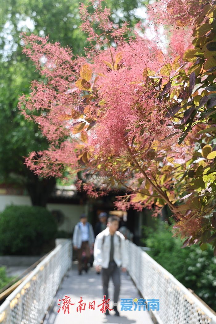 五一假期临近，济南泉水游提前升温