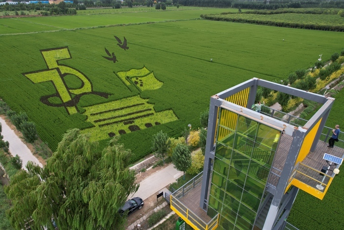 又到苌家庄村稻田画观光时间