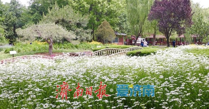 泉城五月花事浓！济南花圃公园化身“天然调色盘”