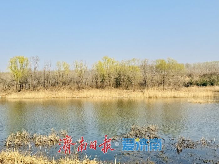 玉符河畔春意浓 杨柳依依醉游人