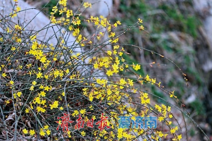 一年四季 泉在济南丨迎春花开报春早 泉城处处漾生机