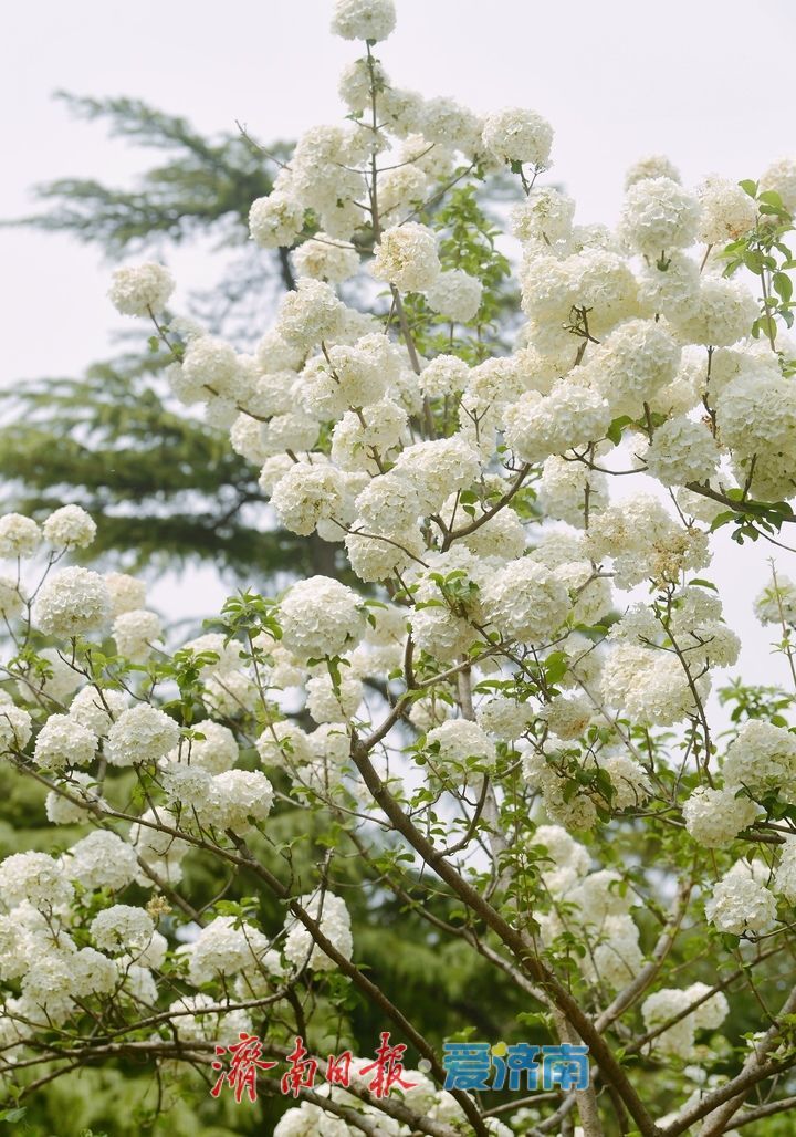 暮春时节花满园，泉城“绣球”惹人爱