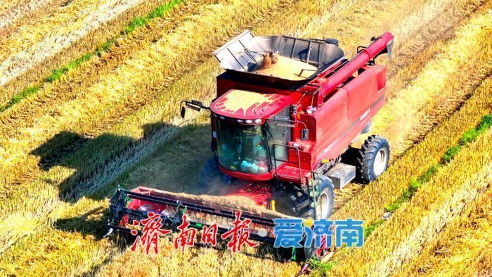 政府收购托底，严查“打白条”“转圈粮”违法行为……济南部署年度粮食收购工作