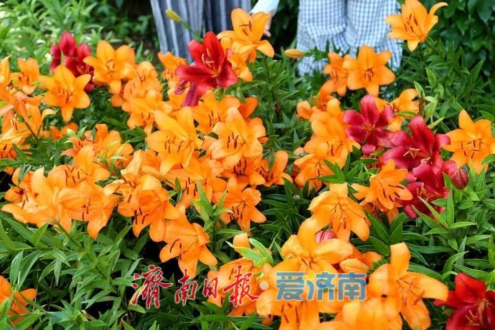 仲夏游红叶谷 一站式解锁夏日欢乐