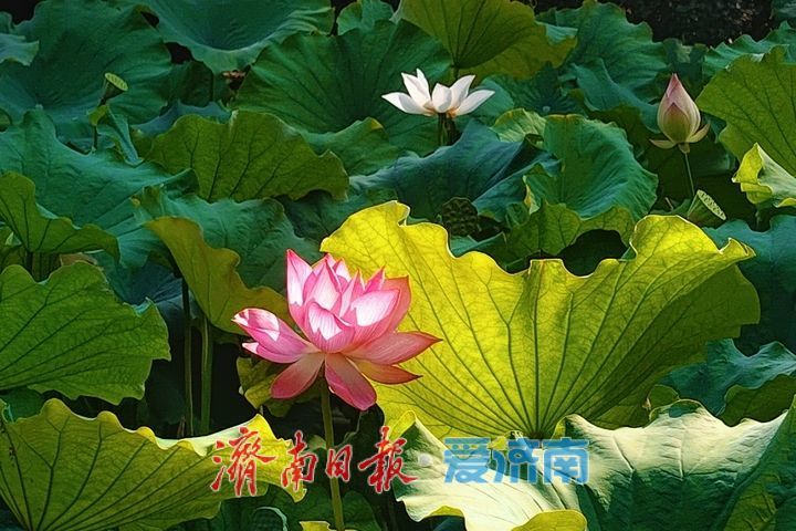 一年四季 泉在济南丨池塘荷花次第开 摄影达人竞相采风