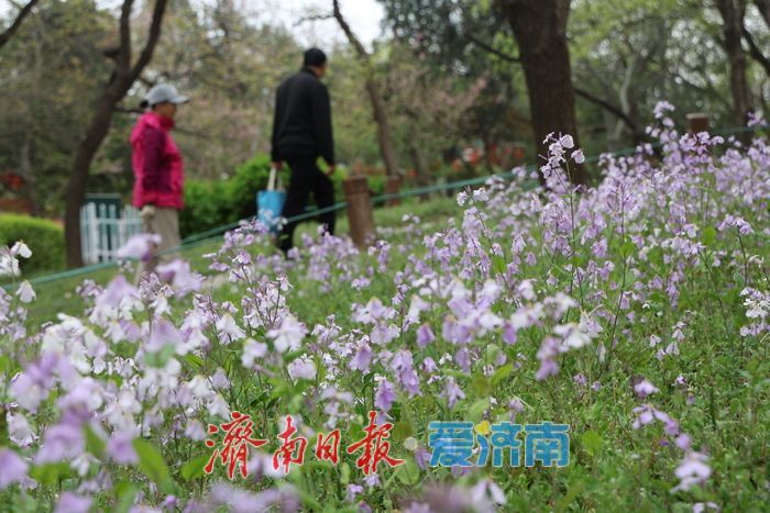 一年四季 泉在济南丨美翻了！千佛山二月兰盛开铺就“紫色海洋”