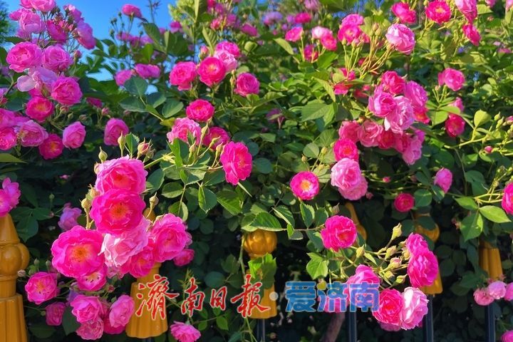 一年四季 泉在济南丨蔷薇花开满枝头 邂逅暮春好风光