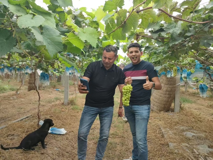 济南迎来“盛夏的果实”，蜜桃、葡萄采摘季即将开启