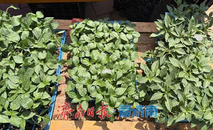 春风送鲜，南部山区春菜、菜苗备受青睐