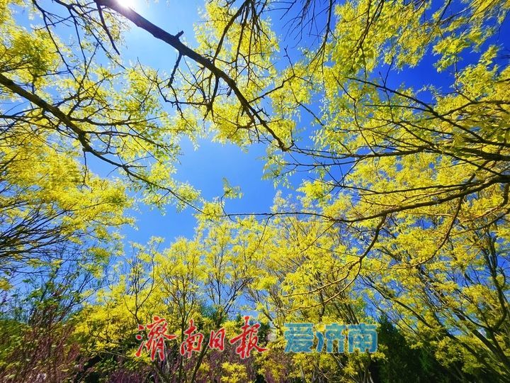 金枝映翠 古韵添彩 卧牛山地质公园金枝国槐绘就春日生态画卷