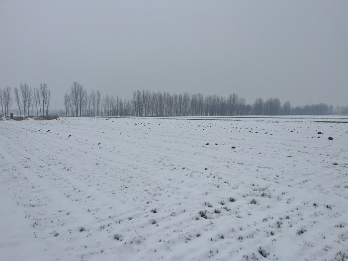 及时雨雪送来小麦“壮苗药” 农业专家支招春季田间管理