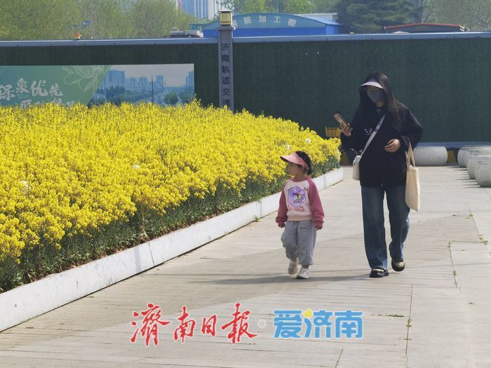 泉城人才公园油菜花盛开