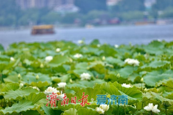 一年四季 泉在济南丨大明湖“白月光”上线 邂逅一池清雅