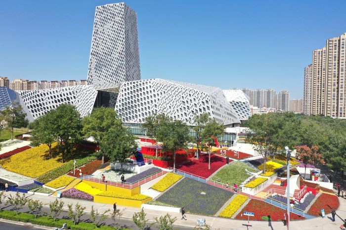 槐荫：生态画卷中的鸟趣与城韵