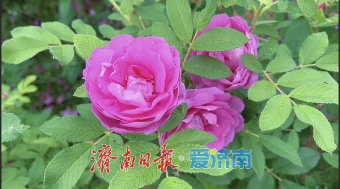 千佛山景区长者学堂北侧玫瑰盛放