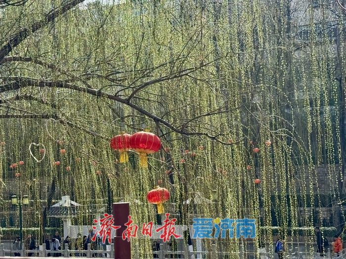 一年四季 泉在济南丨气温回升春意浓 济南柳芽初绽报早春