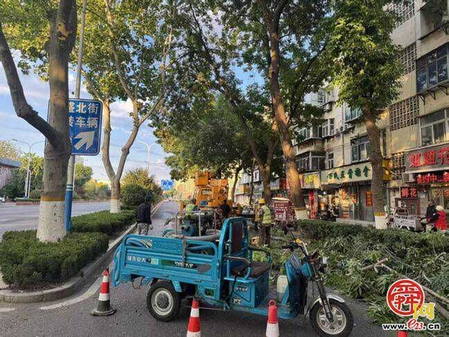 济南园林绿化部门快速行动，处置倒伏树木保安全