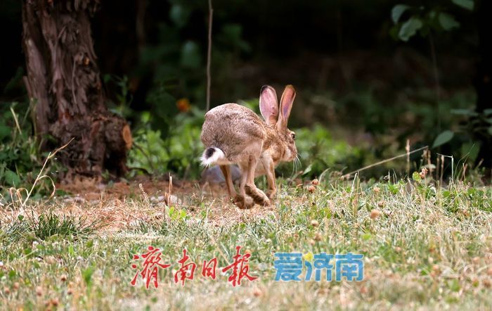 济南公园这道“棕色闪电”，没你想得那么简单！