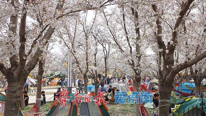 一年四季 泉在济南｜赴一场浪漫樱花雨 济南鲜花港露营赏樱正当时