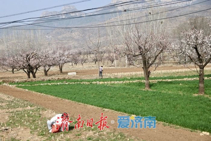 一年四季 泉在济南丨长清张夏杏花盛放 市民踏青乐享春光