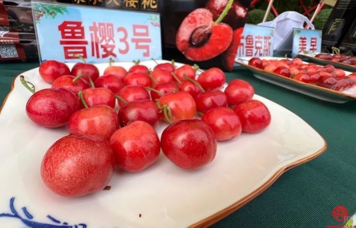 “樱”有尽有！脆甜爆汁获泉水人家C位选手