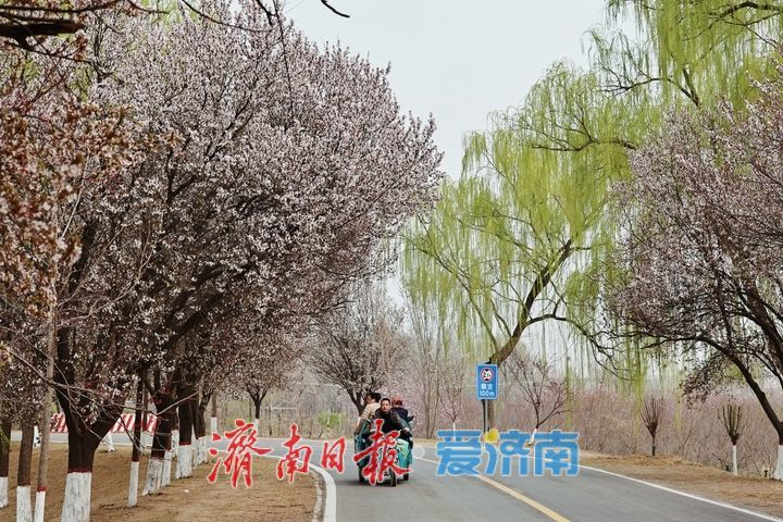 黄河长堤花似雪 紫叶李盛放醉泉城
