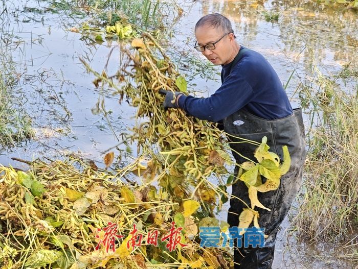 雨水浸泡农田，农户挥汗抢收——直击槐荫区郑家店村大豆抢收现场