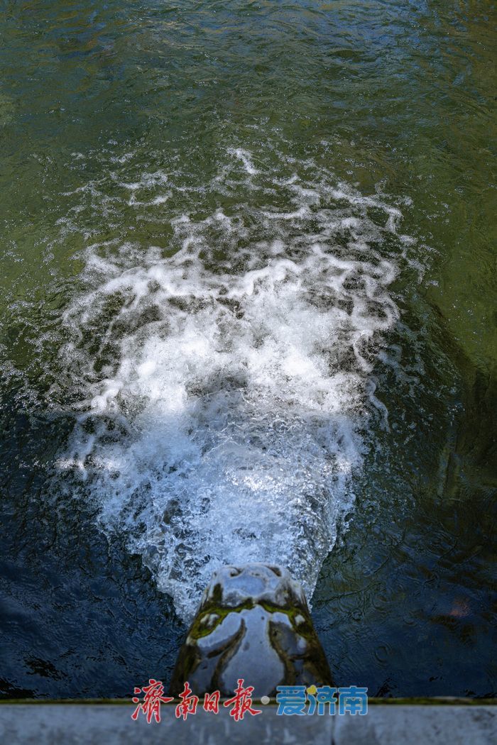 黑虎泉水位不断攀升，“虎啸”震天引客来