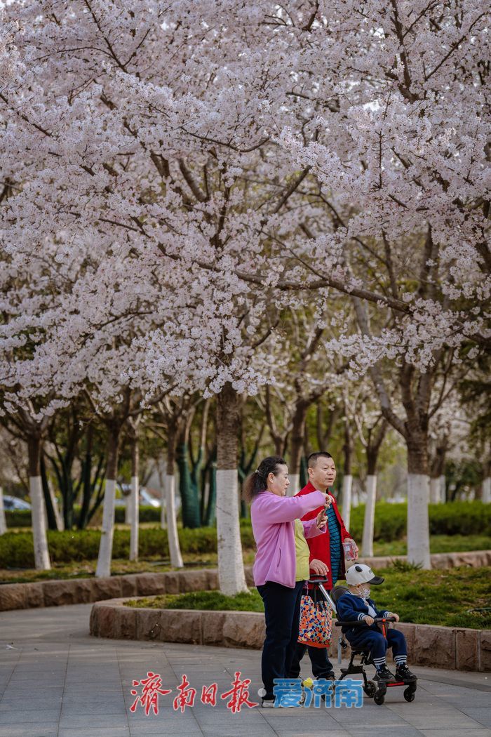 济南滨湖广场樱花盛放 春日浪漫氛围感拉满