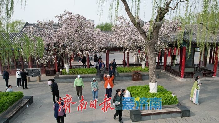 打卡泉城C位春色 历下亭海棠花迎来最佳观赏期