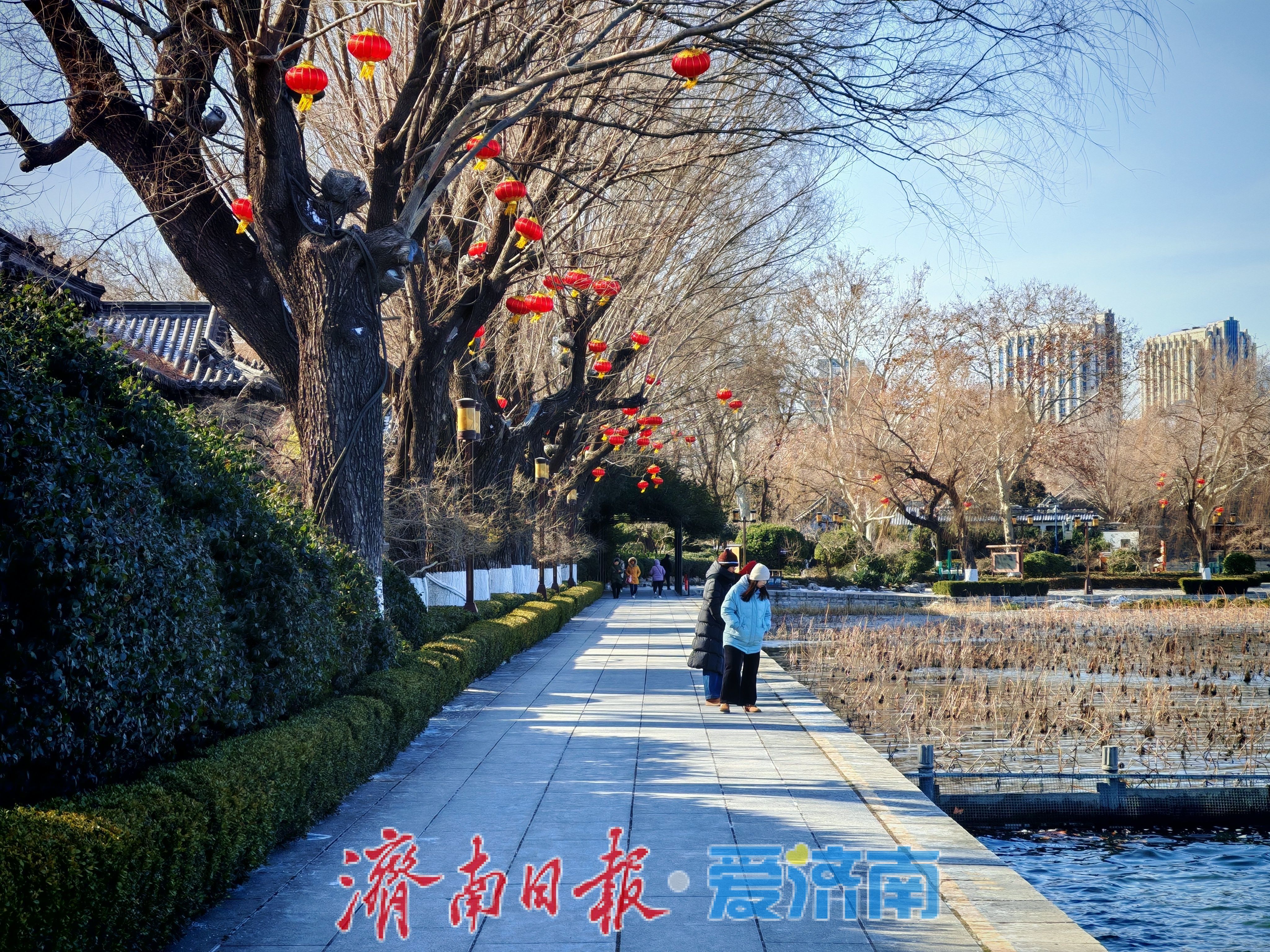 一年四季 泉在济南丨大明湖畔灯笼红 泉城迎春氛围渐浓