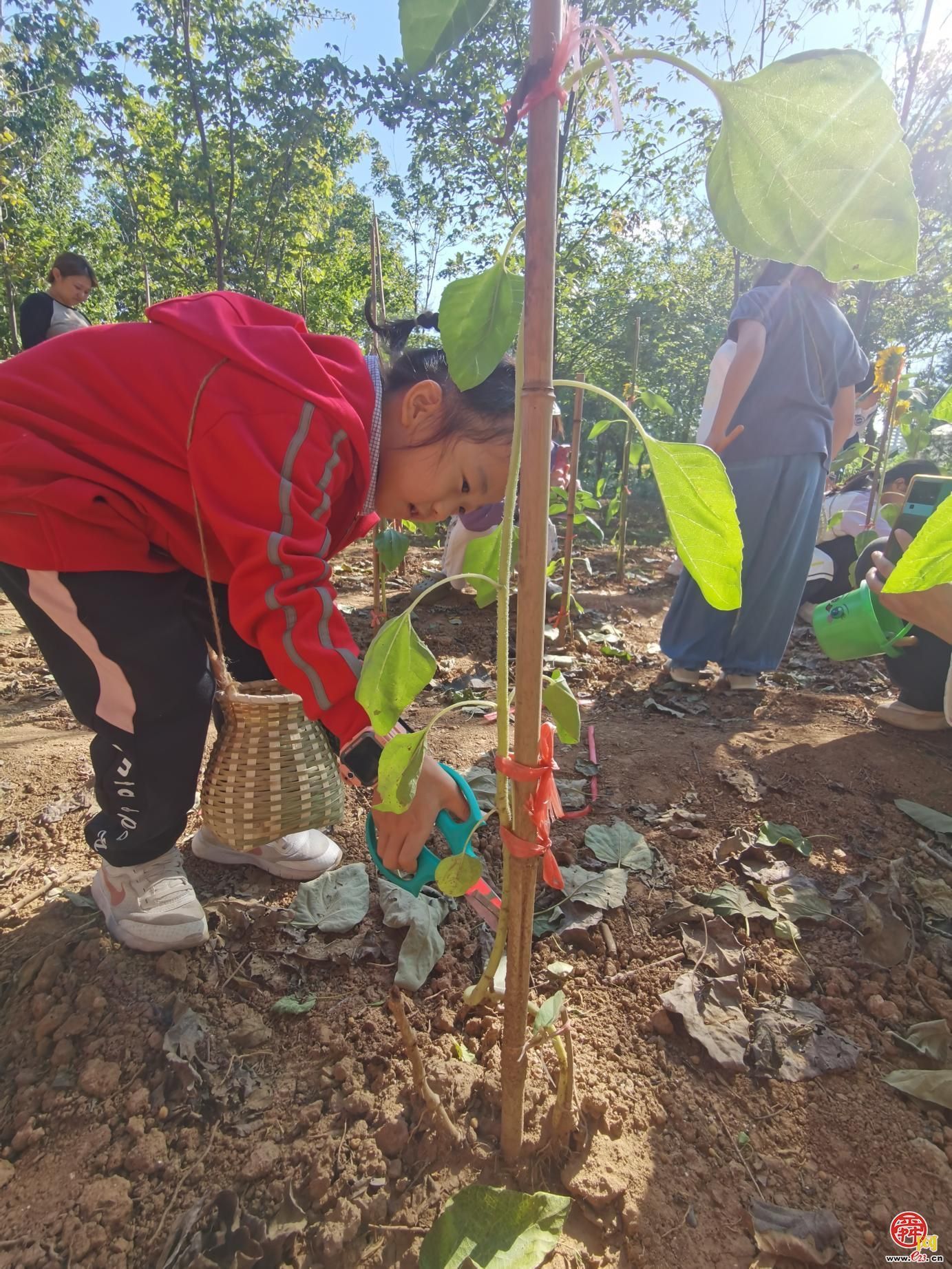 落木化春 绿妆泉城 济南园林绿化废弃物演绎环保创意大变身
