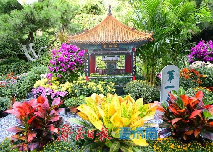 泉畔秋色菊香可待，济南市第47届趵突泉金秋菊展正式启幕