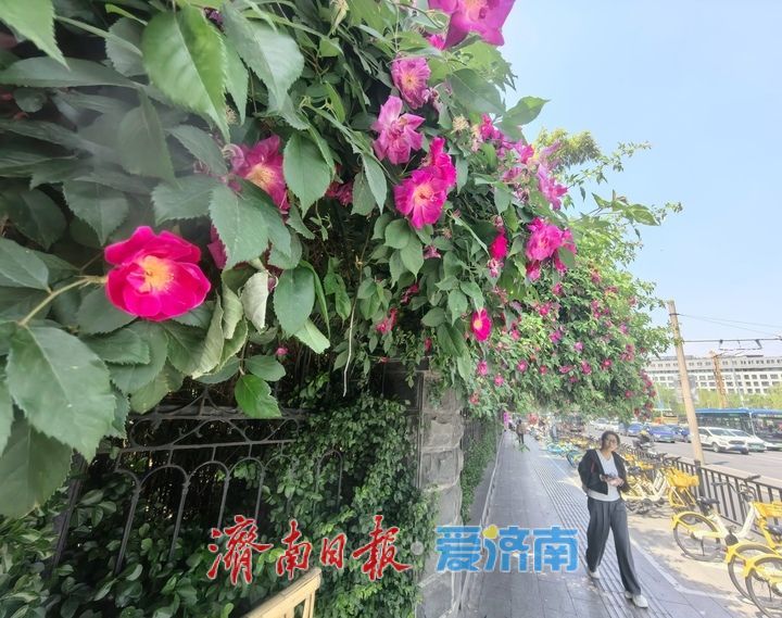 泉畔最美蔷薇“花墙”浪漫绽放