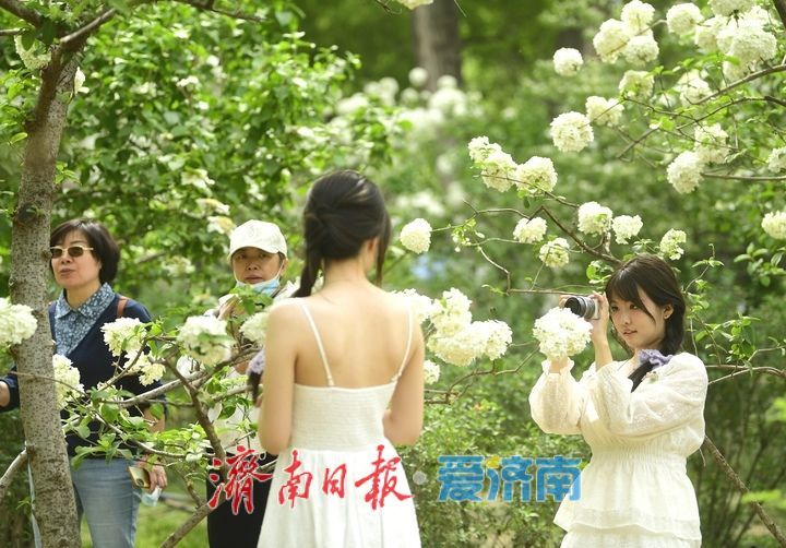 暮春时节花满园，泉城“绣球”惹人爱