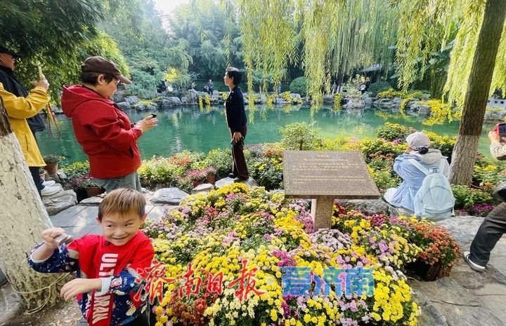 趵突泉畔菊正黄，一城秋色入花海