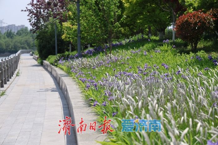 一年四季 泉在济南｜暮春赴约小清河 鸢尾花开醉泉城