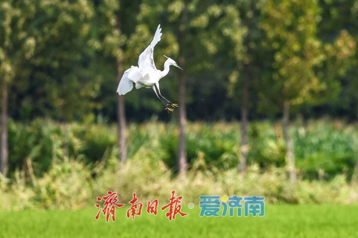 一年四季 泉在济南丨稻田与白鹭共绘乡村优美画卷