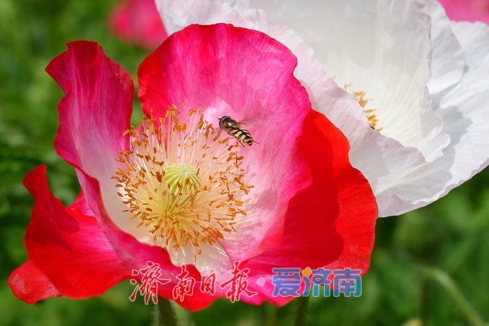 一年四季 泉在济南｜五彩虞美人绽放英雄山，游客沉醉花海忙定格