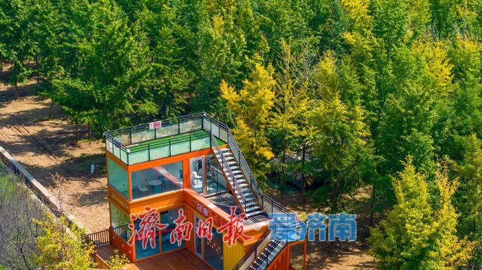 金色盛宴即将开启！济南黄河银杏林最佳观赏期预告，收好这份打卡攻略