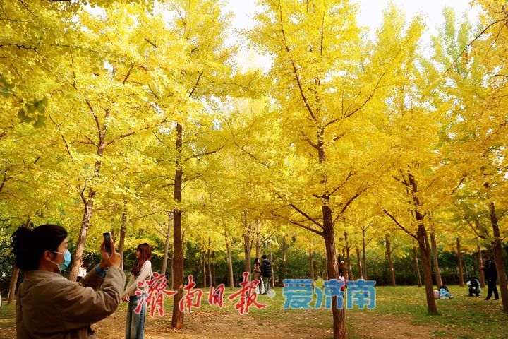 一年四季 泉在济南丨济南森林公园银杏“披金装”，氛围感拉满