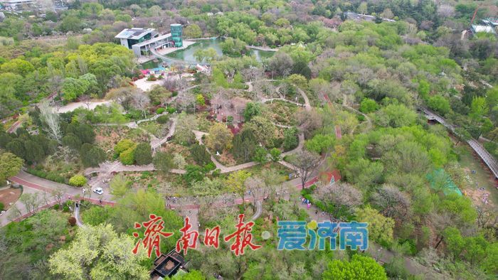 泉城公园满目翠绿入画来