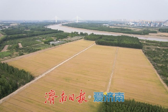 一年四季 泉在济南丨麦浪翻金！济南黄河两岸好风光