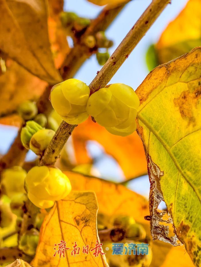 一年四季 泉在济南丨冬日“香氛”已剧透！趵突泉沧园蜡梅含苞待放