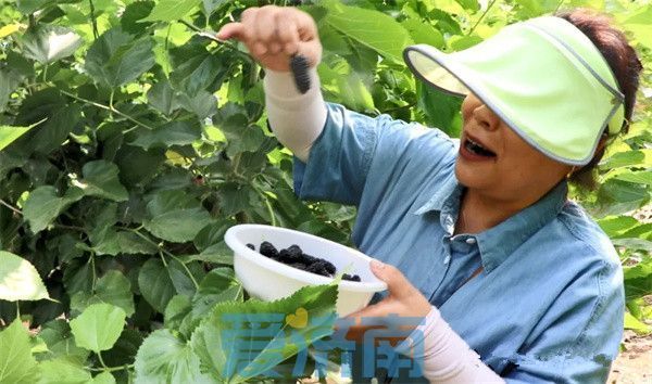 平阴夏日“葚”是美好！赴一场吃到满嘴紫红色的甜蜜之约