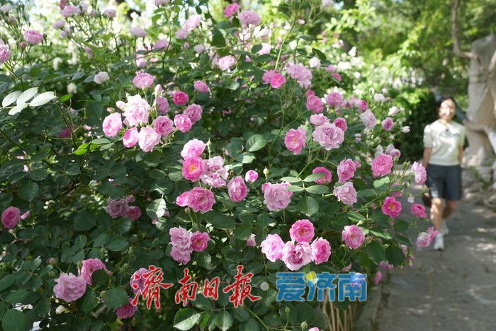 蔷薇花海灿若云霞 肆意盛放尽显诗意