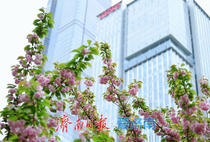 一年四季 泉在济南丨济南中央商务区绘就春日画卷