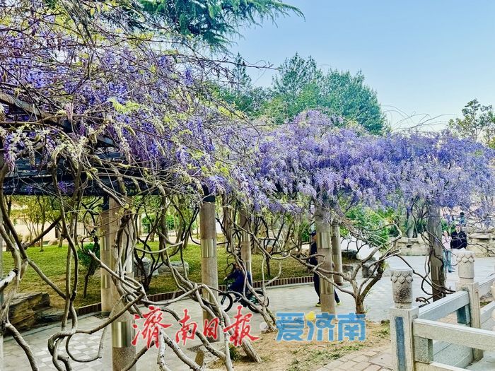 泉城公园紫藤盛放 花香满廊醉游人