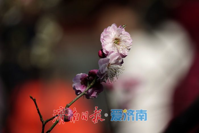 一年四季 泉在济南丨梅开枝头春意闹 暗香浮动醉春光